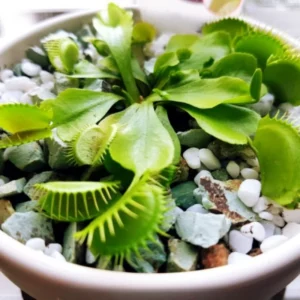 Giant Venus Flytrap Live Plant - Large Dionaea Muscipula Cultivar