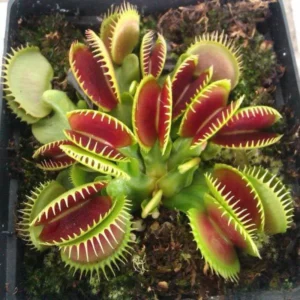 Giant Venus Flytrap Live Plant - Large Dionaea Muscipula Cultivar