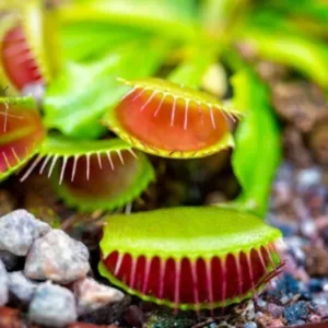 Giant Venus Flytrap Plant Live, High Yield Dionaea Muscipula Cultivar