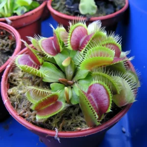 Giant Venus Flytrap Plant Live, High Yield Dionaea Muscipula Cultivar
