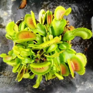 Giant Venus Flytrap Plant Live, High Yield Dionaea Muscipula Cultivar