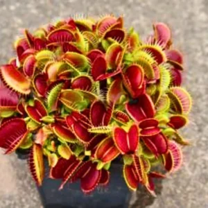 Giant Venus Flytrap RG38N Live Plant - Dionaea Muscipula Cultivar