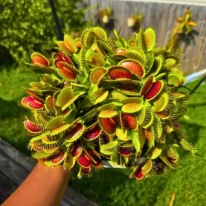 Giant Venus Flytrap RG38N Live Plant - Dionaea Muscipula Cultivar