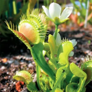 Giant Venus Flytrap Southwest Giant Live Plant Dionaea Muscipula Cultivar