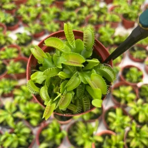 Giant Venus Flytrap Southwest Giant Live Plant Dionaea Muscipula Cultivar
