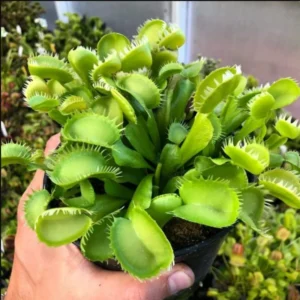 Giant Venus Flytrap Triton Dionaea Muscipula - Live Plant - Large Size