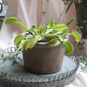 Giant Venus Flytrap Triton Dionaea Muscipula - Live Plant - Large Size