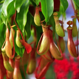 Giant Venus Flytrap Triton Dionaea Muscipula - Live Plant - Large Size