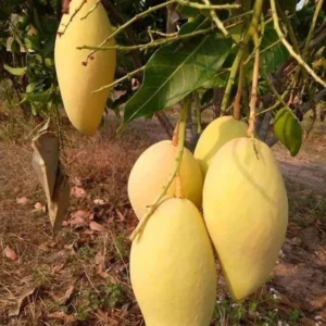 Grafted Mango Tree - Sweet Mango Variety - Live Plant 3 ft - 3 Gallon Pot