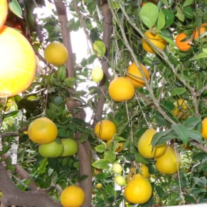 Grafted Pomelo Tree Live 3Ft - Citrus Fruit Tree Plant - Ready to Grow