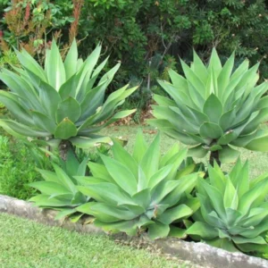 Green Foxtail Agave Live Plant - 4 Inch Pot Succulent - 7-8 Inches Tall