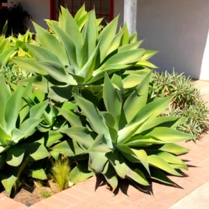 Green Foxtail Agave Plant 4" Pot Live Succulent Indoor Outdoor