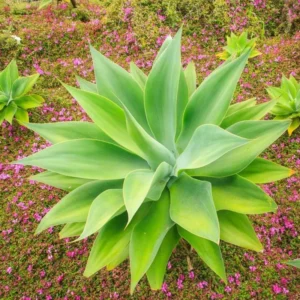 Green Foxtail Agave Plant 4