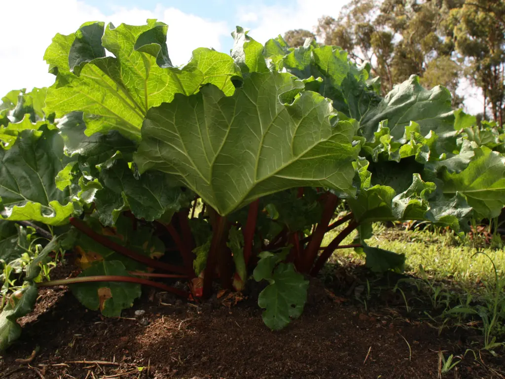 Mature rhubarb plants with tall green leaves and red stalks flourishing in garden soil.