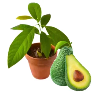 HASS Avocado Tree 2-Pack Live Plant in Pot 8-16 Inch Fruiting