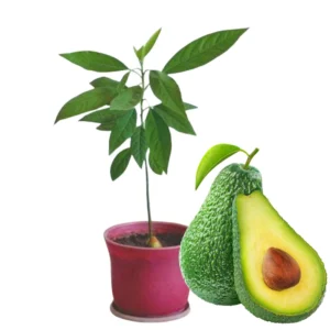 HASS Avocado Tree Plant Live - Cold Hardy - 8-16" Tall - Fruit Tree