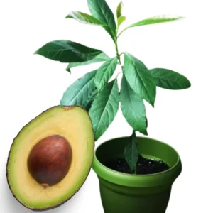 HASS Avocado Tree Plant Live - Cold Hardy - 8-16" Tall - Fruit Tree