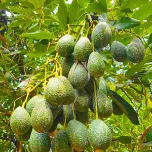 HASS Avocado Tree Plant - Live Potted Tree, 8-16 Inches - No CA