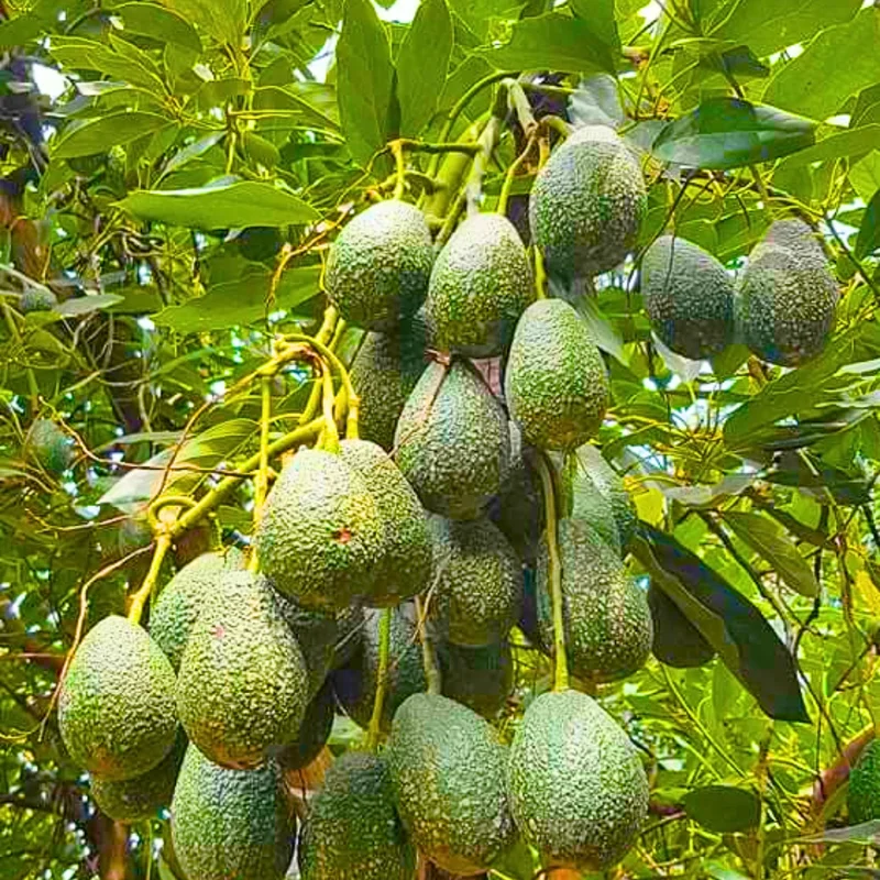 HASS Avocado Tree Plant - Live Potted Tree, 8-16 Inches - No CA