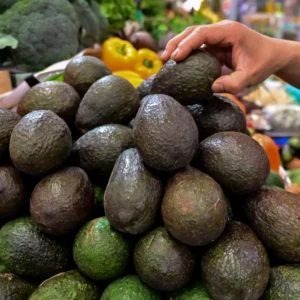 HASS Avocado Tree Plant - Live Potted Tree, 8-16 Inches - No CA