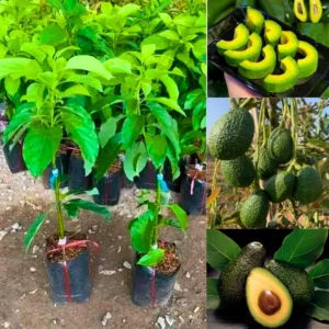 HASS Avocado Tree Plant Set - 2 Live Plants, 8-16" Tall, Cold Hardy