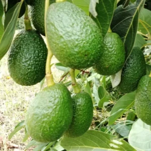 HASS Avocado Tree Plant Set - 2 Live Plants, 8-16" Tall, Cold Hardy