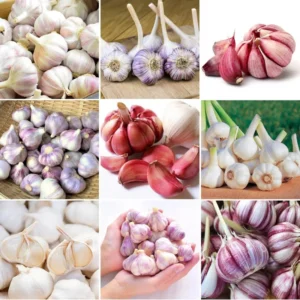 Hardneck Garlic Bulbs for Planting - 1 Lb - Home Garden Ready