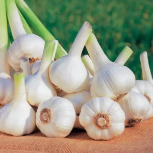 Hardneck Garlic Bulbs for Planting - 1 Lb - Home Garden Ready