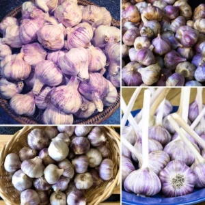 Hardneck Garlic Bulbs for Planting - 1 Lb - Home Garden Ready