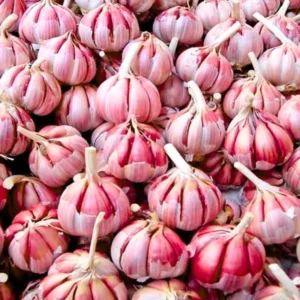 Hardneck Garlic Bulbs for Planting - 1 Lb - Home Garden Ready