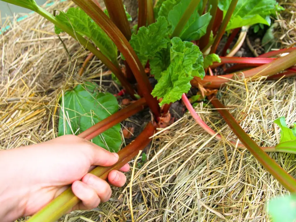 Gardener harvesting rhubarb plants at the right time for the best quality stalks.