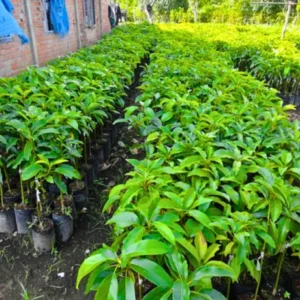 Hass Avocado Tree Live Plant 8-16 Inch Well-Rooted Fruit Tree