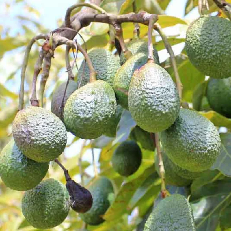 Hass Avocado Tree Live Plant 8-16 Inch Well-Rooted Fruit Tree