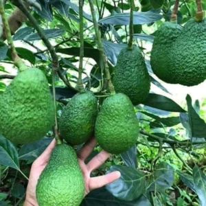 Hass Avocado Tree - Live Plant 8-16 Inches Tall - Ready to Grow