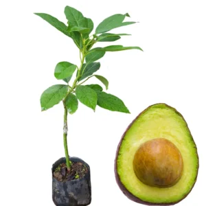 Hass Avocado Tree - Live Plant 8-16 Inches Tall - Ready to Grow