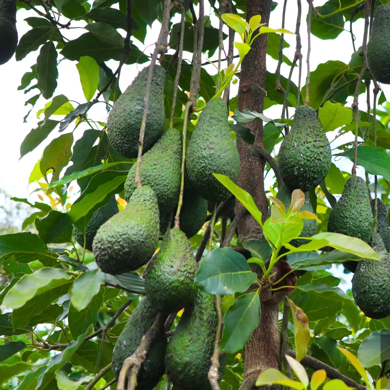 Hass Avocado Tree - Live Plant 8-16 Inches Tall - Ready to Grow