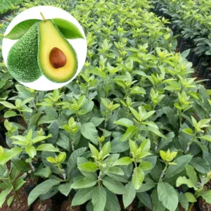 Hass Avocado Tree Live Plant - Cold Hardy Variety - 8-12 inch - Potted Tree