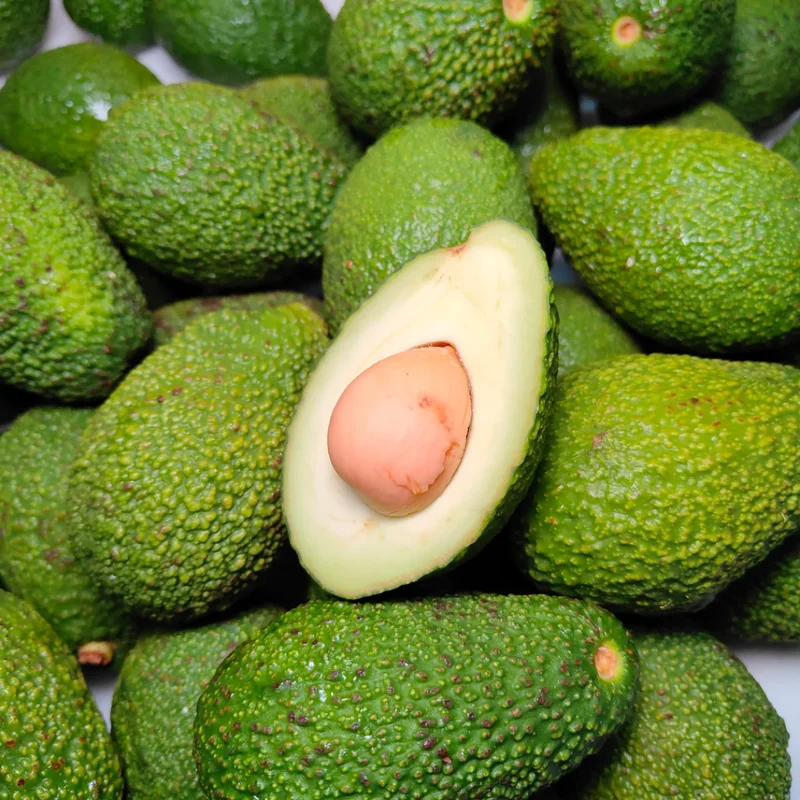 Hass Avocado Tree: Live Plant in Pot - 8-16 Inch - No CA Shipping