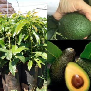 Hass Avocado Tree Plant - 2 Large Potted Trees, 8-12 Inches, Fruit Tree