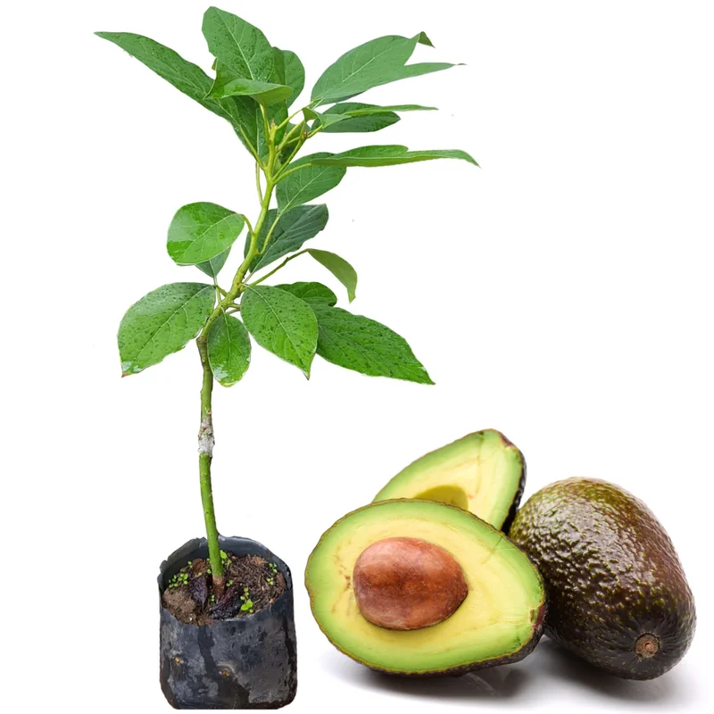 Hass Avocado Tree Plant - Live Potted Fruit Tree 8-16 Inches