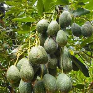 Hass Avocado Tree Plant - Live Potted Fruit Tree 8-16 Inches