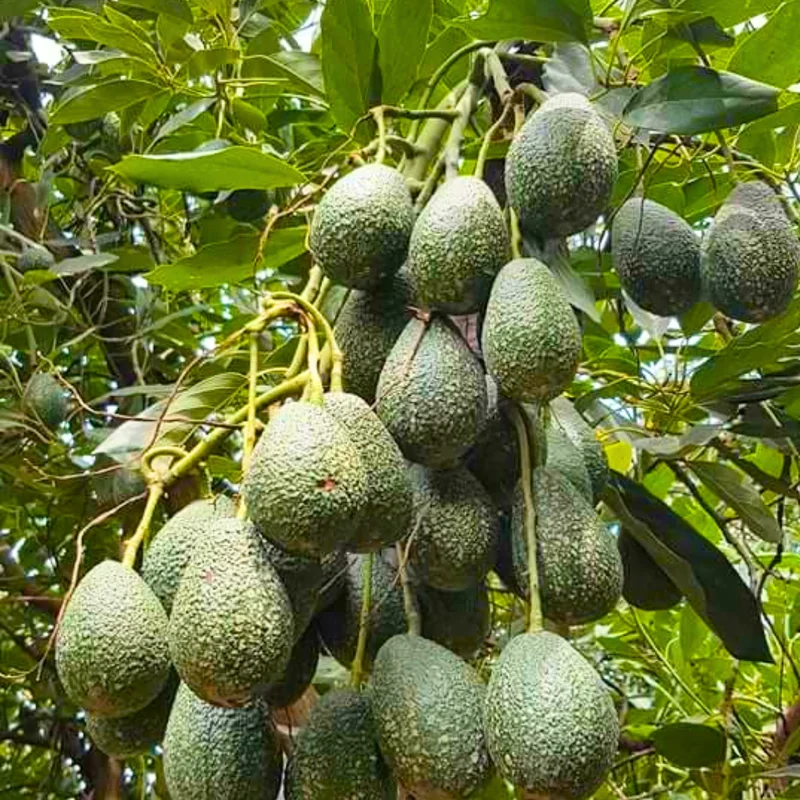 Hass Avocado Tree Plant - Live Potted Fruit Tree 8-16 Inches