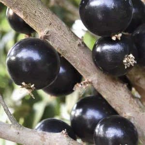 Jaboticaba Tree - Live Fruit Tree Plant, 24-36 Inches Tall