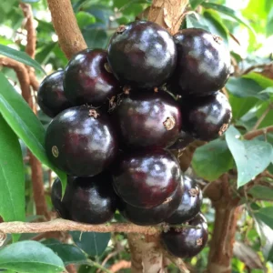 Jaboticaba Tree - Live Fruit Tree Plant, 24-36 Inches Tall