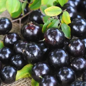 Jaboticaba Tree - Live Fruit Tree Plant, 24-36 Inches Tall