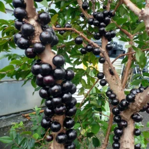 Jaboticaba Tree - Live Fruit Tree Plant, 24-36 Inches Tall