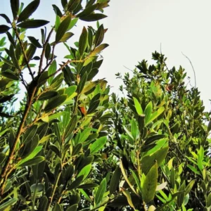 Laurus Nobilis Live Bay Leaf Tree - 3-4 Ft Sweet Bay Leaf Plant