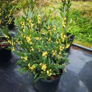 Laurus Nobilis Live Bay Leaf Tree - 3-4 Ft Sweet Bay Leaf Plant
