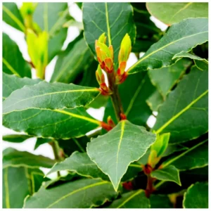 Laurus Nobilis Live Bay Leaf Tree - 3-4 Ft Sweet Bay Leaf Plant