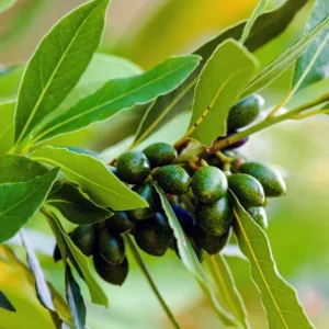 Laurus Nobilis Live Bay Leaf Tree - 3-4 Ft Sweet Bay Leaf Plant